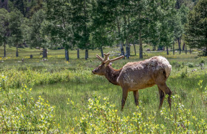3469 North American Elk (Cervus canadensis), RMNP, Colorado