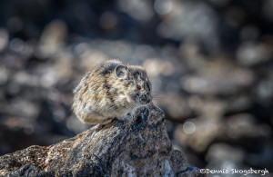 3470 American Pika (Ochotona princeps), RMNP, Colorado