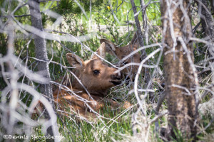 3474 Newly Born Moose Calves, RMNP, Colorado
