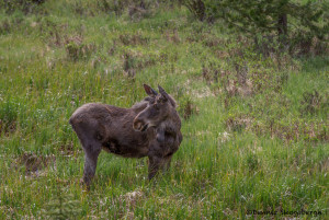 3475 Young Bull Moose, RMNP, Colorado