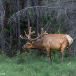 3476 North American Elk (Cervus canadensis), RMNP, Colorado