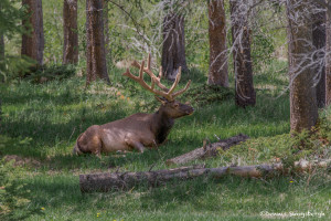 3477 North American Elk (Cervus canadensis), RMNP, Colorado