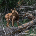 3482 Moose Calf, RMNP, Colorado