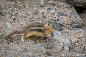 3484 Golden-mantled Ground Squirrel (Callospermophilus lateralis), RMNP, Colorado