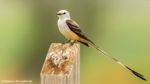 3487 Scissor-tailed Flycatcher (Tyrannus forficatus), Hagerman NWR, Texas