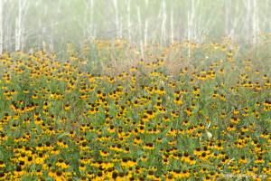 3488 Black-eyed Susan Rudbeckia, Hagerman NWR, Texas