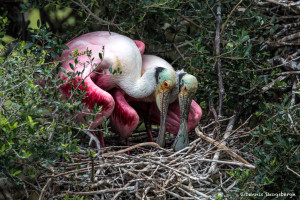 3491 Roseate Spoonbills Nesting, High Island Rookery, Texas