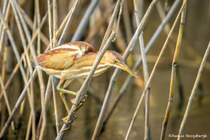 3494 Least Bittern (Ixobrychus exilis), Anahuac NWR, Texas