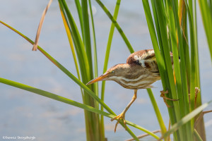 3495 Least Bittern (Ixobrychus exilis), Anahuac NWR, Texas