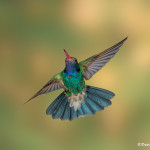 3497 Male Broad-billed Hummingbird (Cynanthus latirostris), Southern Arizona