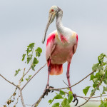 3499 Breeding Roseate Spoonbill (Platalea ajaja). High Island Rookery, Texas