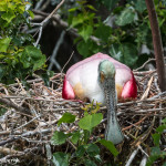 3501 Breeding Roseate Spoonbill (Platalea ajaja). High Island Rookery, Texas