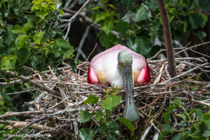 3501 Breeding Roseate Spoonbill (Platalea ajaja). High Island Rookery, Texas