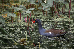 3503 Common Moorhen (Gallinula chloropus). Anahuac NWR, Texas