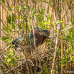 3505 Green Heron Nesting (Butorides virescens). Anahuac NWR, Texas