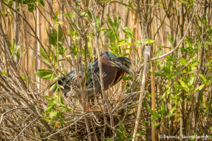 3505 Green Heron Nesting (Butorides virescens). Anahuac NWR, Texas