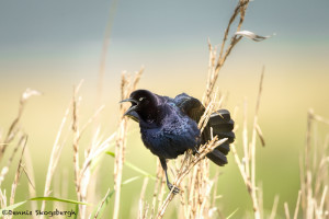 3506 Boat-tailed Grackle (Quiscalus major). Anahuac NWR, Texas