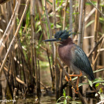 3507 Green Heron (Butorides virescens). Anahuac NWR, Texas