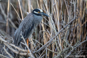 3508 Yellow-crowned Night Heron (Nyctanassa violacea), Anahuac NWR, Texas