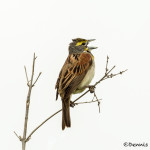 3509 Male Dickcissel (Spiza americana), Hagerman NWR, Texas