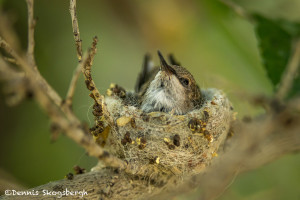 3516 Newborn Black-chinned Hummingbird (Archilovhus alexandri), Sonoran Desert, Arizona