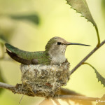 3517 Female Black-chinned Hummingbird (Archilochus alexandri) on Nest. Sonoran Desert, Arizona