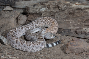 3521 Western Diamondback Rattlesnake (Crotalus atrox). Sonoran Desert, Arizona