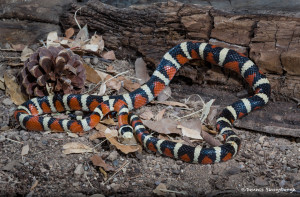 3522 Sonoran Mountain Kingsnake (Lampropeltis pyromelana). Sonoran Desert, Arizona