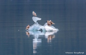 3528 Glaucous Gulls, Endicott Arm, Alaska