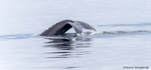 3533 Humpback Whale, Alaska
