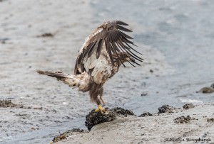 3535 Immature Bald Eagle, Alaska