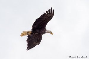 3536 Bald Eagle, Alaska
