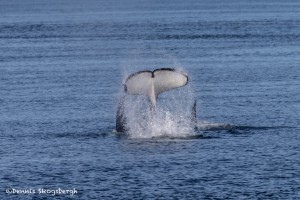 3546 Killer Whale (Orcinus orca), Alaska
