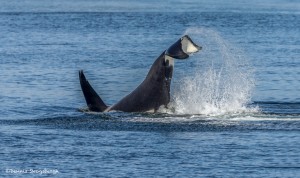 3547 Killer Whale (Orcinus orca), Alaska