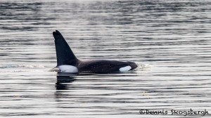 3550 Killer Whale (Orcinus orca), Alaska