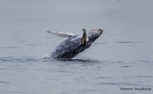 3552 Breaching Humpback Whale, Alaska