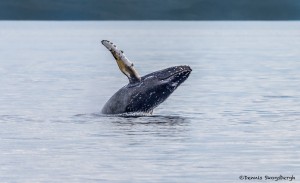 3553 Breaching Humpback Whale, Alaska