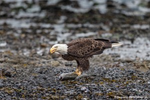 3554 Bald Eagle, Alaska