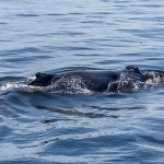 3555 Humpback Whale, Alaska