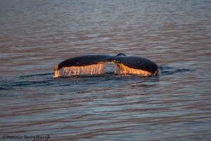 3559 Humpback Whale, Alaska