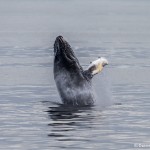 3562 Breaching Humpback Whale, Alaska