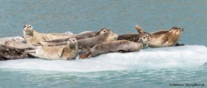 3566 Harbor Seals, Endicott Arm, Alaska