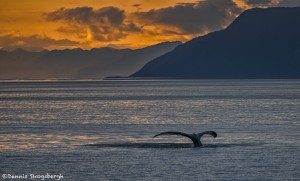 3575 Whale Sunset, Frederick Sound. Alaska