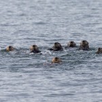 3577 Sea Otters (Enhydra lutris), Alaska