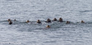 3577 Sea Otters (Enhydra lutris), Alaska