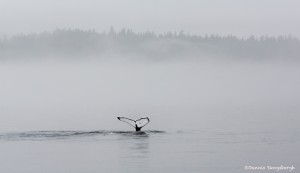 3578 Foggy Whalescape, Alaska