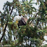 3581 Bald Eagle, Alaska