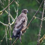 3582 Immature Bald Eagle, Alaska