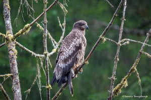 3582 Immature Bald Eagle, Alaska