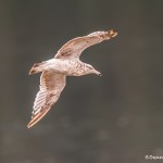 3583 Ring-billed Gull (Larus delawarensis), Alaska